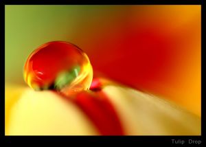 c53-Tulip Drop.jpg
